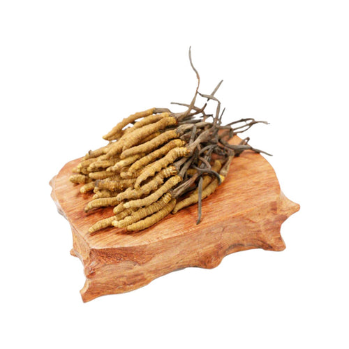 Cordyceps(Elementary)(10g)