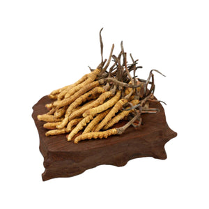 Cordyceps(Queen)(10g)