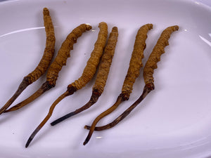 Cordyceps(King)(1 tael)