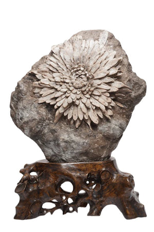 Chrysanthemun Stone(With Wooden Stand)